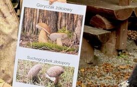 grybobr_se_16