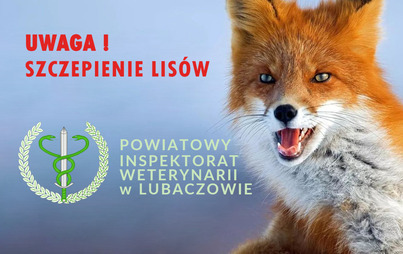 Zdjęcie do Akcja szczepienia lis&oacute;w przeciwko wściekliźnie na terenie powiatu.